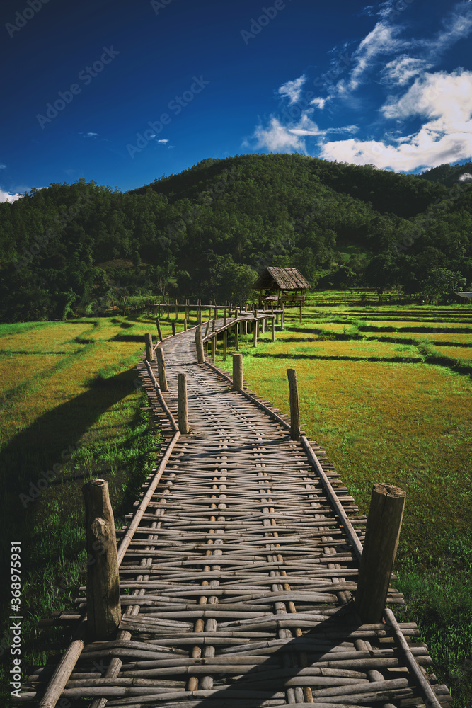 Bamboo bridge over rice fields, Pai, Thailand