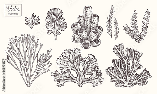 Corals and seaweed. Vector Hand Drawn. Sketch Botanical Illustration. Underwater flora, sea plants. Line art clipart