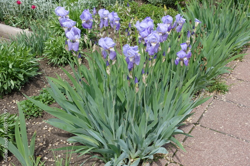 Fototapeta Naklejka Na Ścianę i Meble -  Flowering violet irises in the garden in May