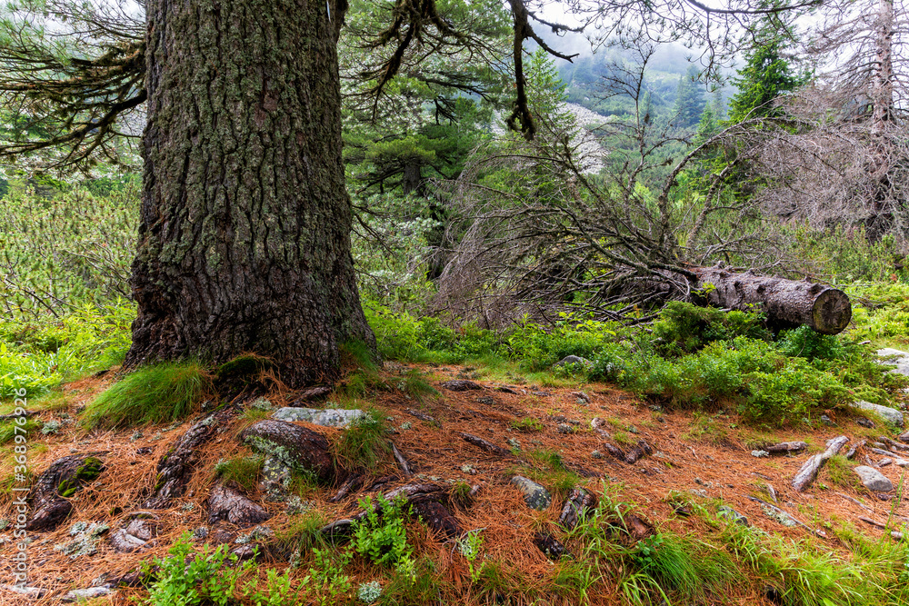 Life cycle in the woods. Life cycle in the woods.
