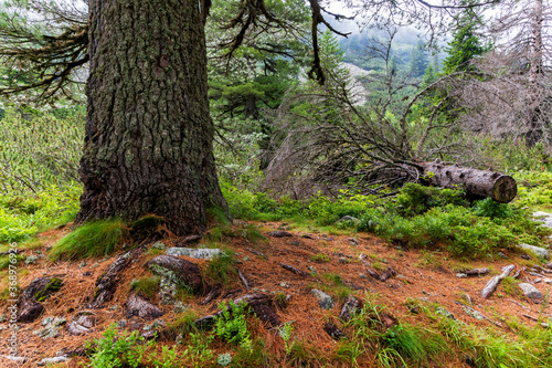 Life cycle in the woods.