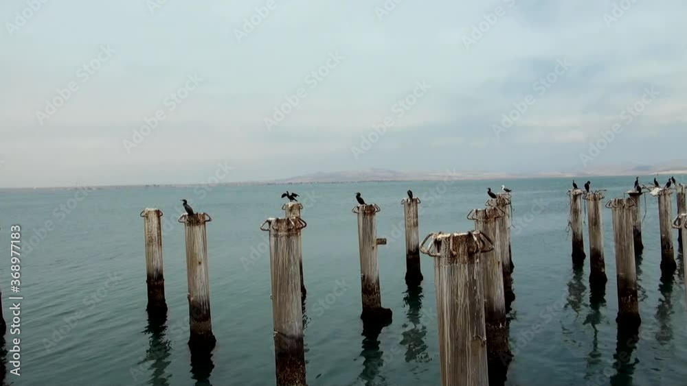 Cormorants in Cruise Port General San Martin - Pisco - Peru