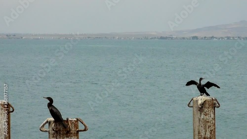 Cormorants in Cruise Port General San Martin - Pisco - Peru photo