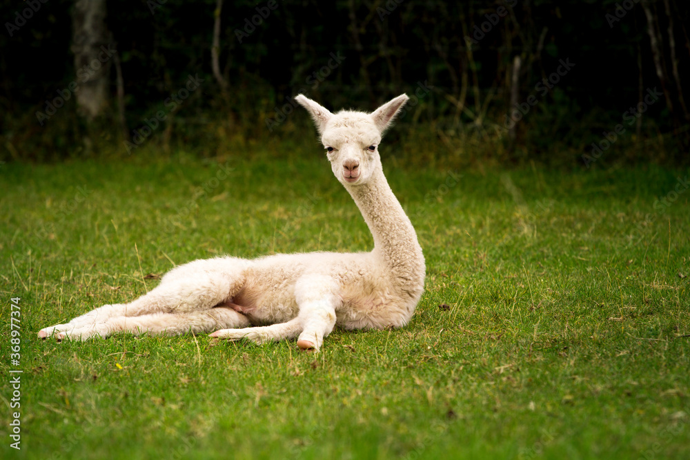 Obraz premium White alpaca baby sitting on the grass