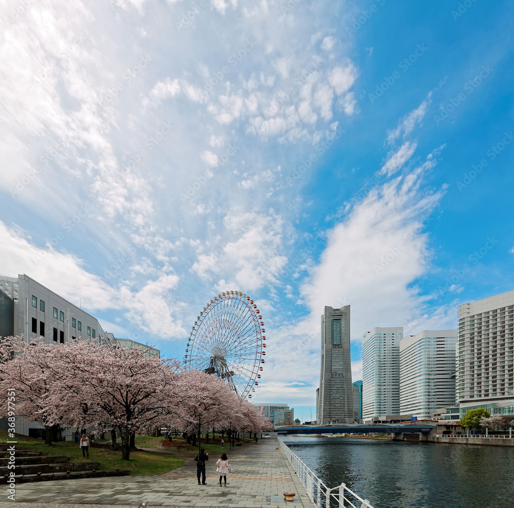 Obraz premium Spring scenery of Yokohama Minatomirai area, with view of high rise skyscrapers in background, a giant Ferris wheel in Cosmo World Amusement Park & beautiful sakura blossoms along a seaside promenade