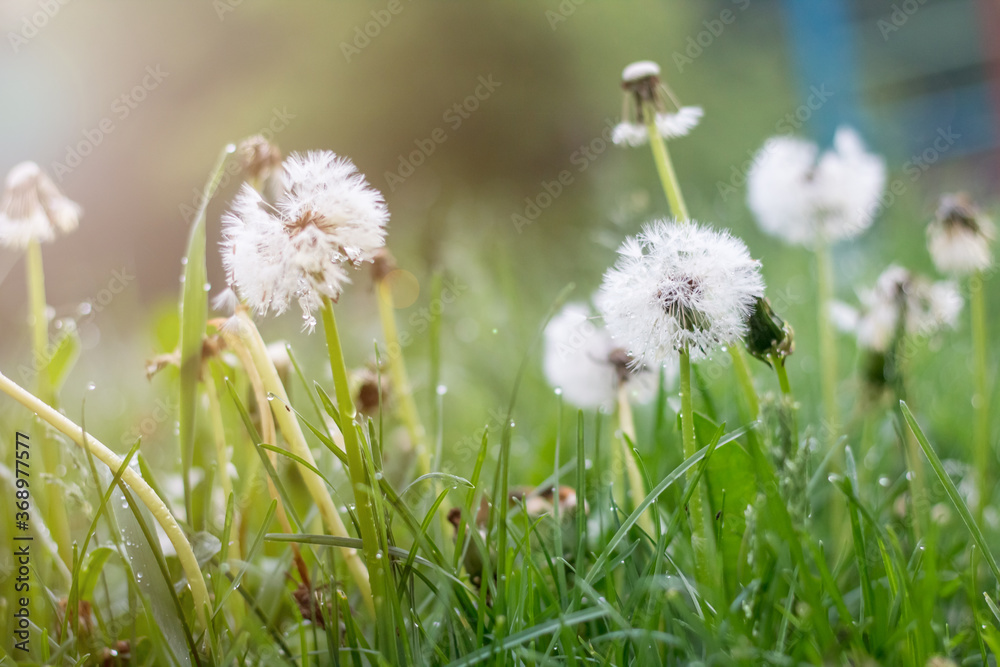 Dandelions on the field. Drops of rain on the leaves. Sun, flare. Open and closed dandelions. White dandelions and green grass. Dandelions on the field. Drops of rain on the leaves. Sun, flare. Open and closed dandelions. White dandelions and green grass.