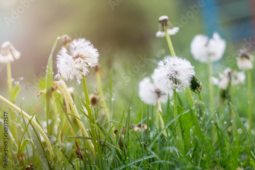 Dandelions on the field. Drops of rain on the leaves. Sun  flare. Open and closed dandelions. White dandelions and green grass.