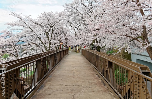 Beautiful cherry tree blossoms ( Sakura Namiki ) by an old railway bridge in JR Katsunuma Train Station Yamanashi Japan ~ Spring scenery of Japanese countryside in sakura season © AaronPlayStation