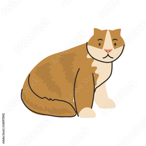 cute domestic cat on white background