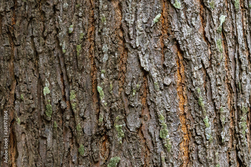 Closeup giant tree bark textures for background.