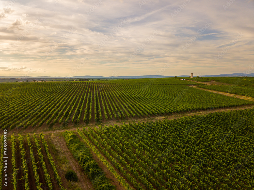 aerial view of vineyard and fields near the agricultural area Nierstein close to the rhine river during sunset 