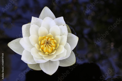 white lotus in the pond