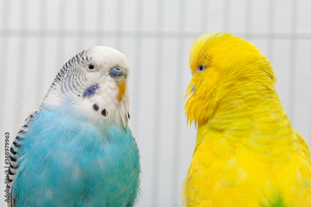 Fototapeta premium Closeup of blue and white budgerigar looking at albino yellow budgie in the cage. Closeup of two budgies. Birds face to face in cage.