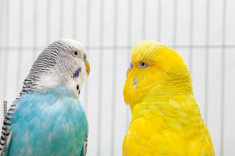 Fototapeta premium Closeup of blue and white budgerigar looking at albino yellow budgie in the cage. Closeup of two budgies. Birds face to face in cage.
