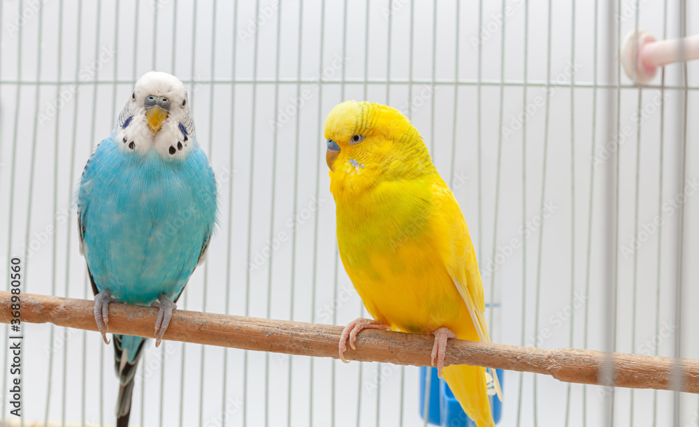 Fototapeta premium Closeup of two budgerigar looking left in the cage. Colorful budgies standing together.