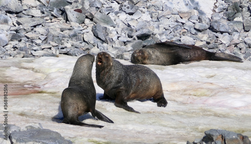 Fototapeta premium Angry fur seal fighting in snow, Antarctica