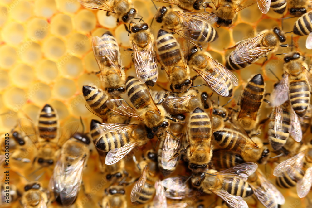 some honey bees are working some honey bees are working