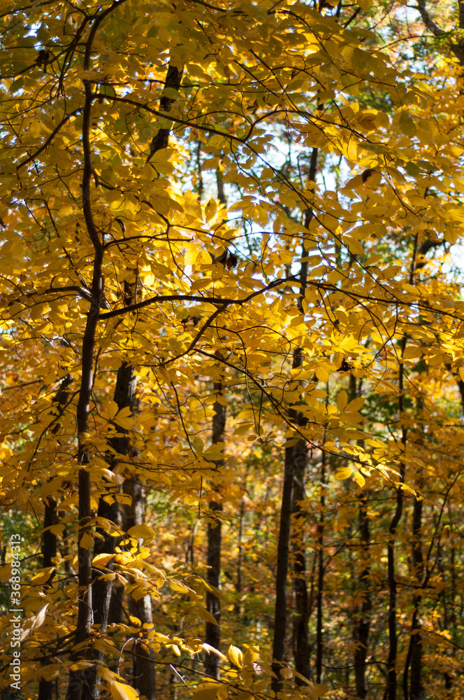 Obraz premium autumn in the forest