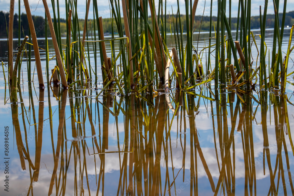 Obraz premium Reeds in the water, reflection on the lake, nature background. close-up.