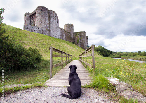 A small black dog is sitting on a path waiting to go over a wooden footbridge at the foot of Kidwelly Castle near the River Gwendraeth. photo
