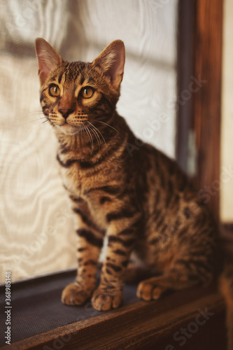 Portrait of a adorable Bengal cat sitting on a floor. Domestic animal. Cute kitty. cat in home interior pet.