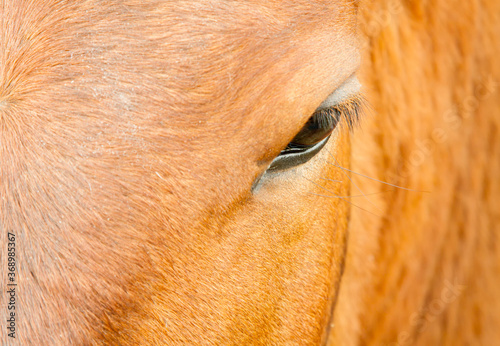 Detail of the eye of a beautiful brown horse. © mestock