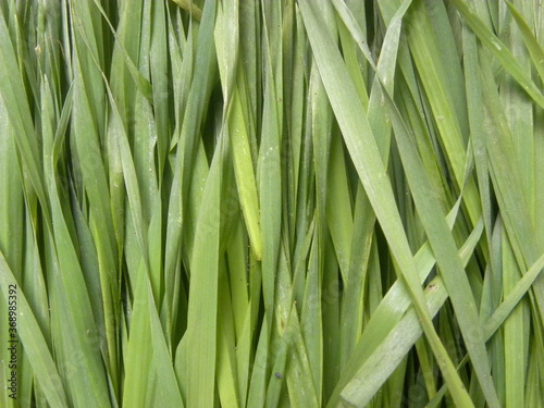 Green color raw whole fresh Wheat grass
