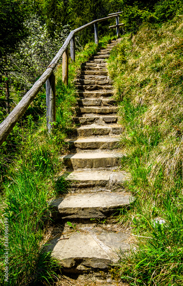 Fototapeta premium steps at a forest