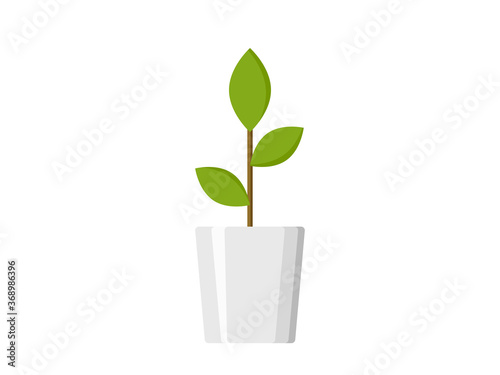 Plant in the pot vector design. Plant vector illustration. 