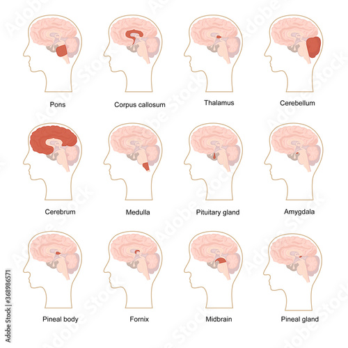 Cartoon Color Human Brain Components Icons Set. Vector photo