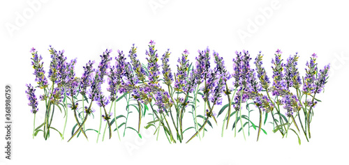 Lavender floral border. Watercolor violet flowers illustration
