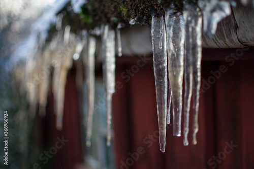 Icicles hanging from a roof of a pittoresque  red  old swedish cabin during early december