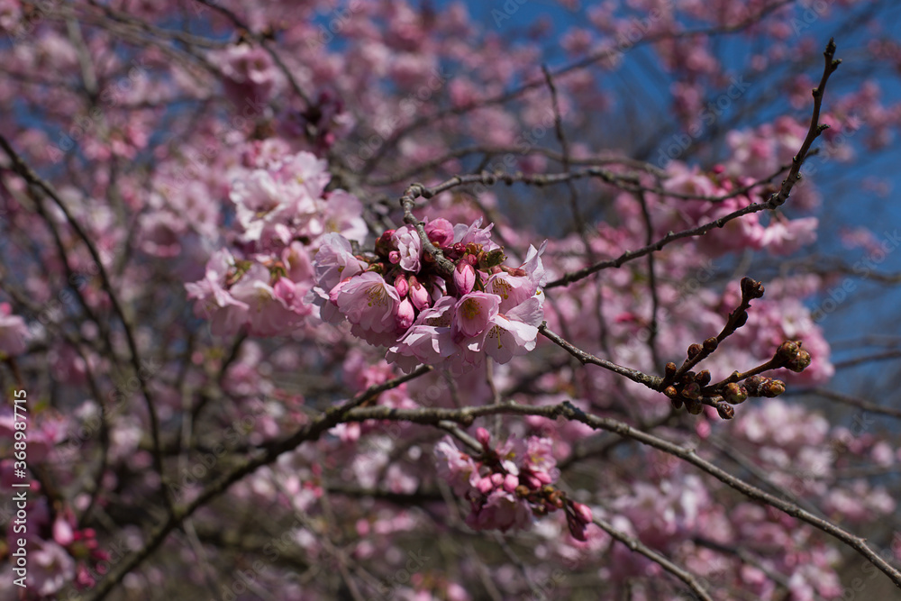 Pink blossoms of a Japanese flowering cherry tree (Prunus serrulata) against a blue sky in spring Pink blossoms of a Japanese flowering cherry tree (Prunus serrulata) against a blue sky in spring