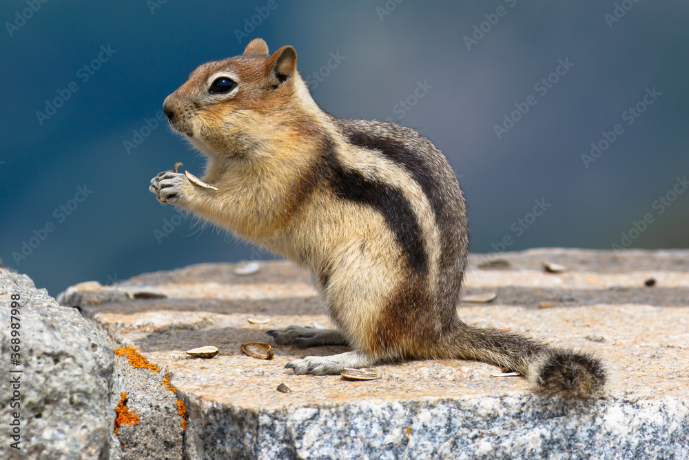Naklejka premium Chipmunk on the Beartooth Highway, Wyoming, USA