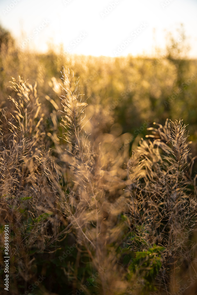 Fototapeta premium wheat field at sunset