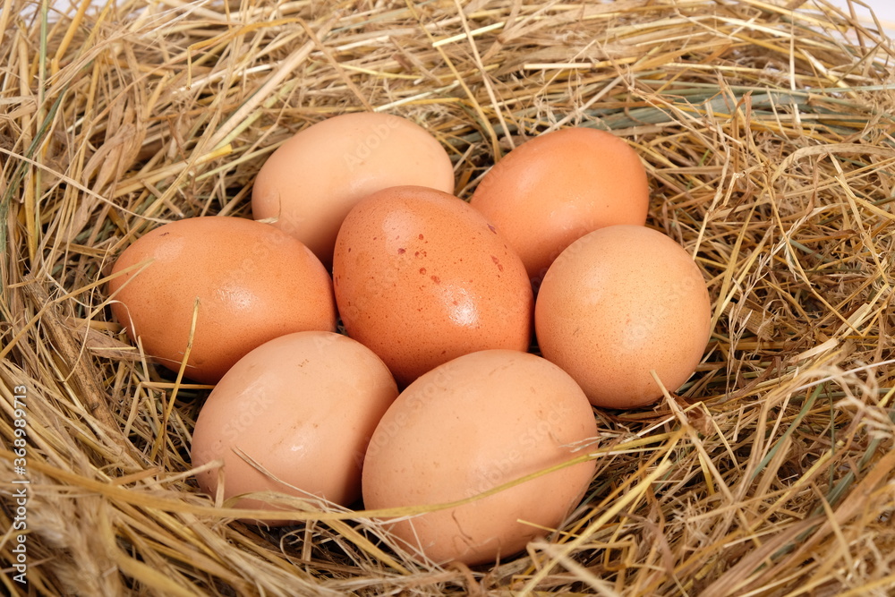 eggs in a chicken nest close up