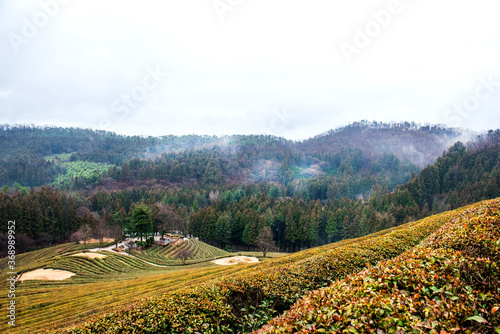 Amazing landscape view of green tea plantation in rainy day background fog covered mountain.