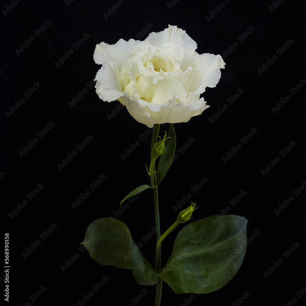 Eustoma white flower isolated ob black background Eustoma white flower isolated ob black background
