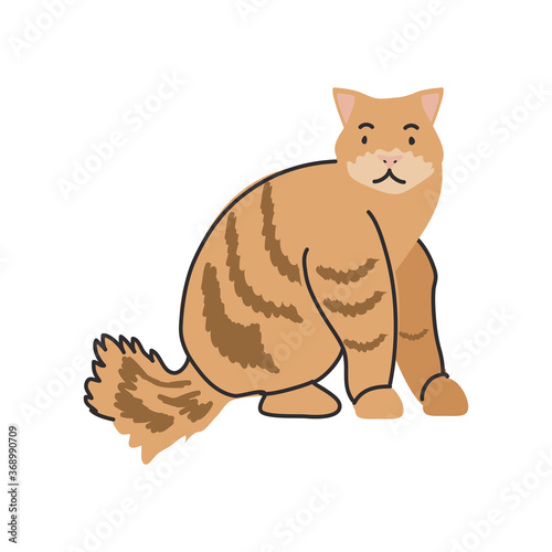 cute domestic cat on white background