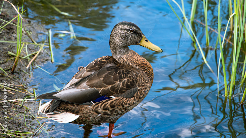 Mallard. Wild duck in its natural environment on the pond. Wild nature. Waterfowl Mallard. Wild duck in its natural environment on the pond. Wild nature. Waterfowl
