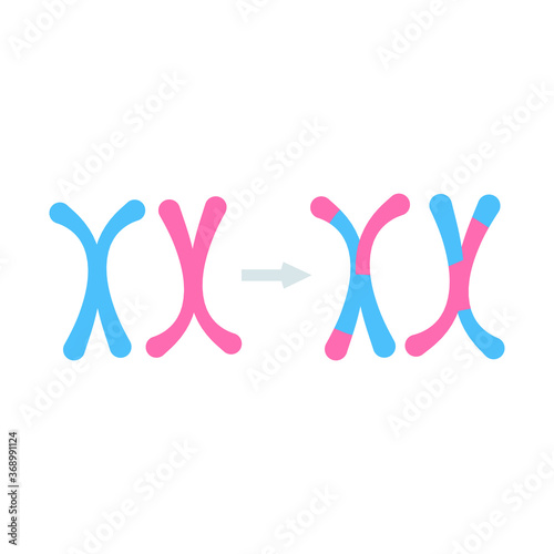 Reproductive system concept