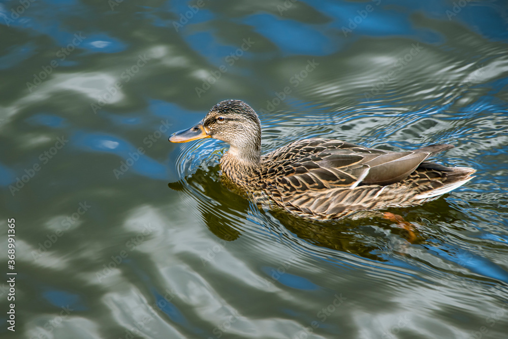 Mallard. Wild duck in its natural environment on the pond. Wild nature. Waterfowl Mallard. Wild duck in its natural environment on the pond. Wild nature. Waterfowl