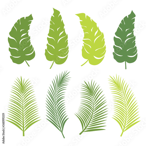 Tropical leaves isolated on white background. Set of green palm leaves. Vector illustration.