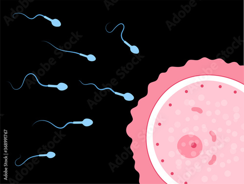Human fertility concept