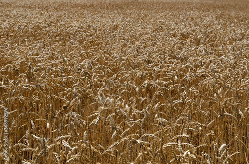 wheat field with spikelets poured grain background summer