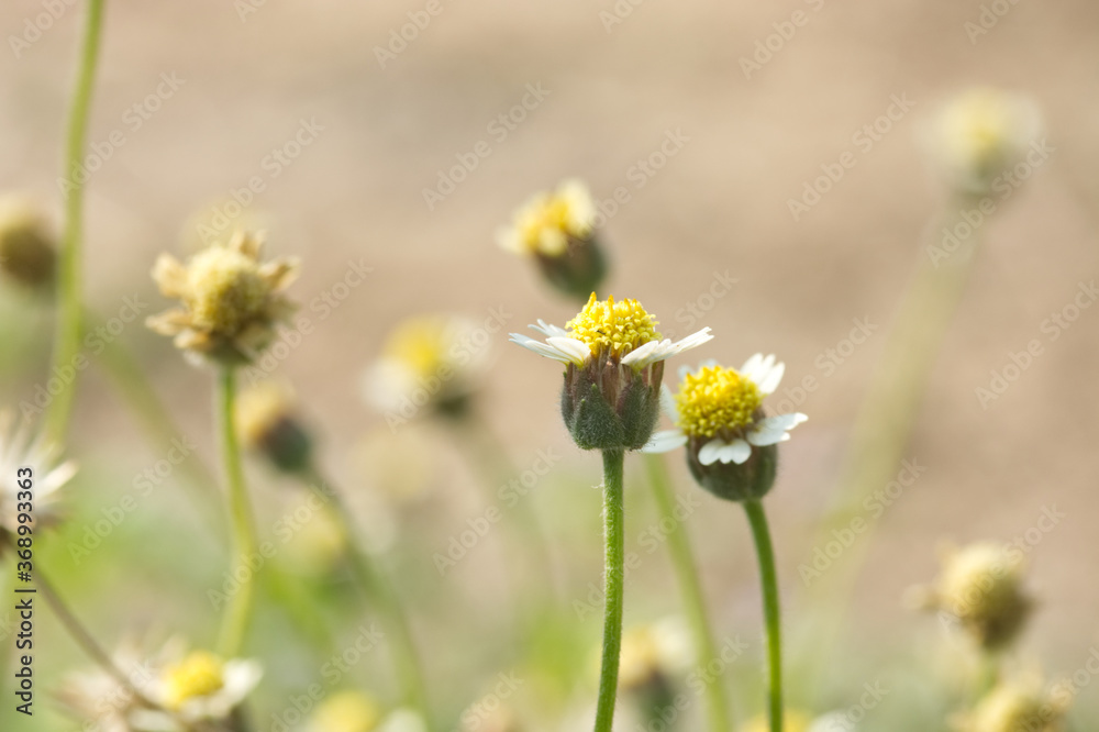 Coatbuttons, Mexican daisy flower on grass Coatbuttons, Mexican daisy flower on grass