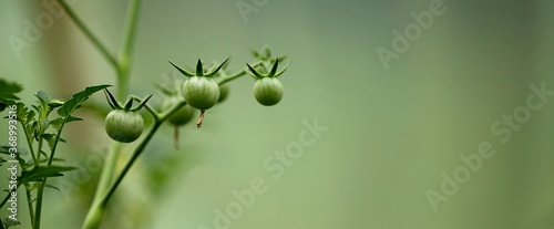 Foto Tomates cerises plante pas mûre - serre agriculture bio permaculture