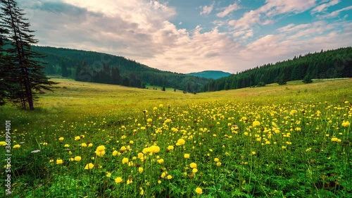 Time lapse in golden hour before sunset with summer meadow overgrown with yellow wild peonies, surrounded by coniferous trees, Rhodope Mountains in Bulgaria