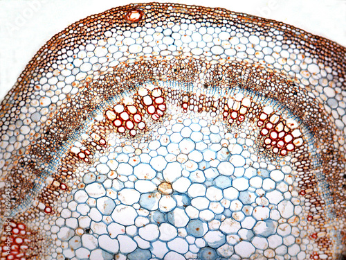 MIcrophotography of a cross section of stem of cotton. Gossypium. photo