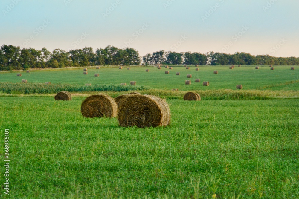 Harvesting hay shafts in the field